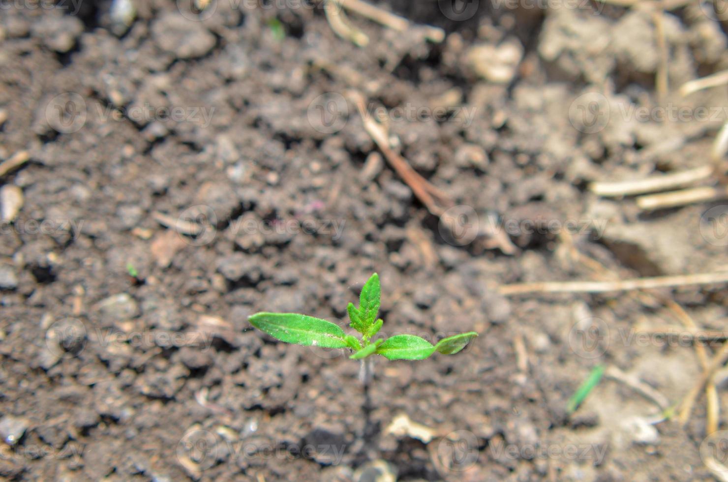 Green sprout growing from seed. Spring symbol, concept of new life photo
