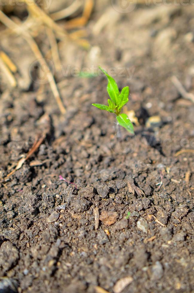 Green sprout growing from seed. Spring symbol, concept of new life photo