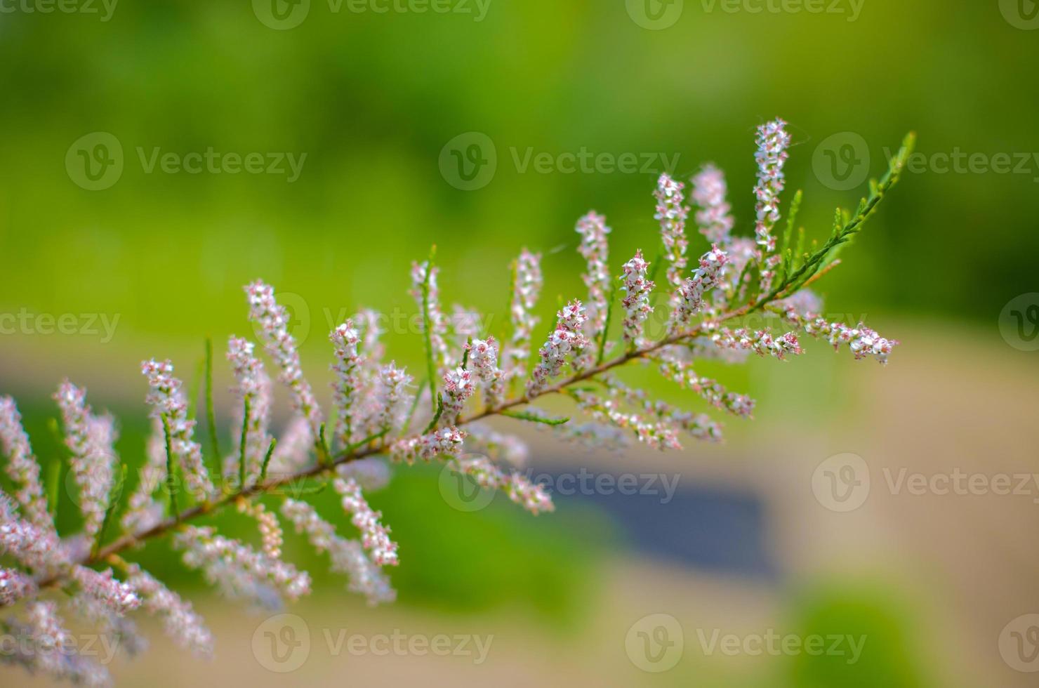Branch of a pink Tamarix blooming on a turquoise background photo