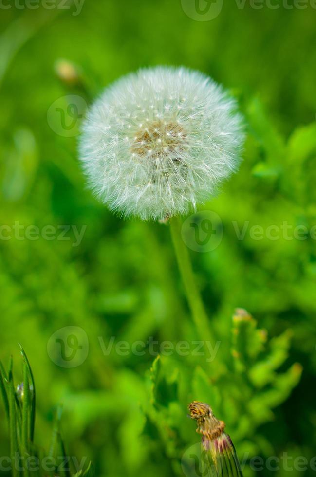 Round dandelion with white down on the field photo
