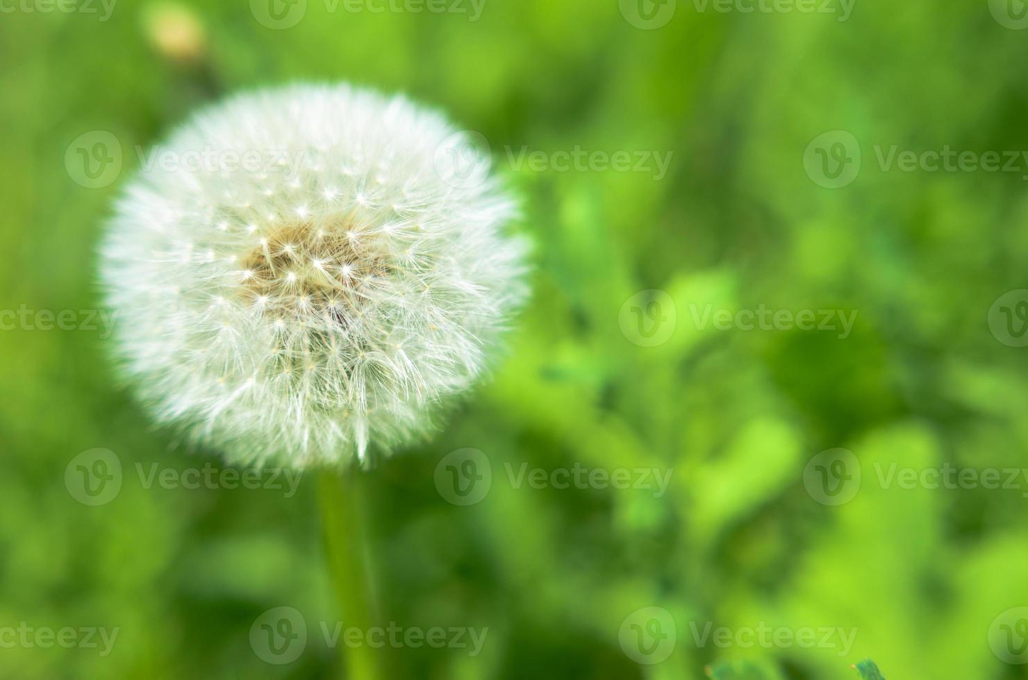Round dandelion with white down on the field photo
