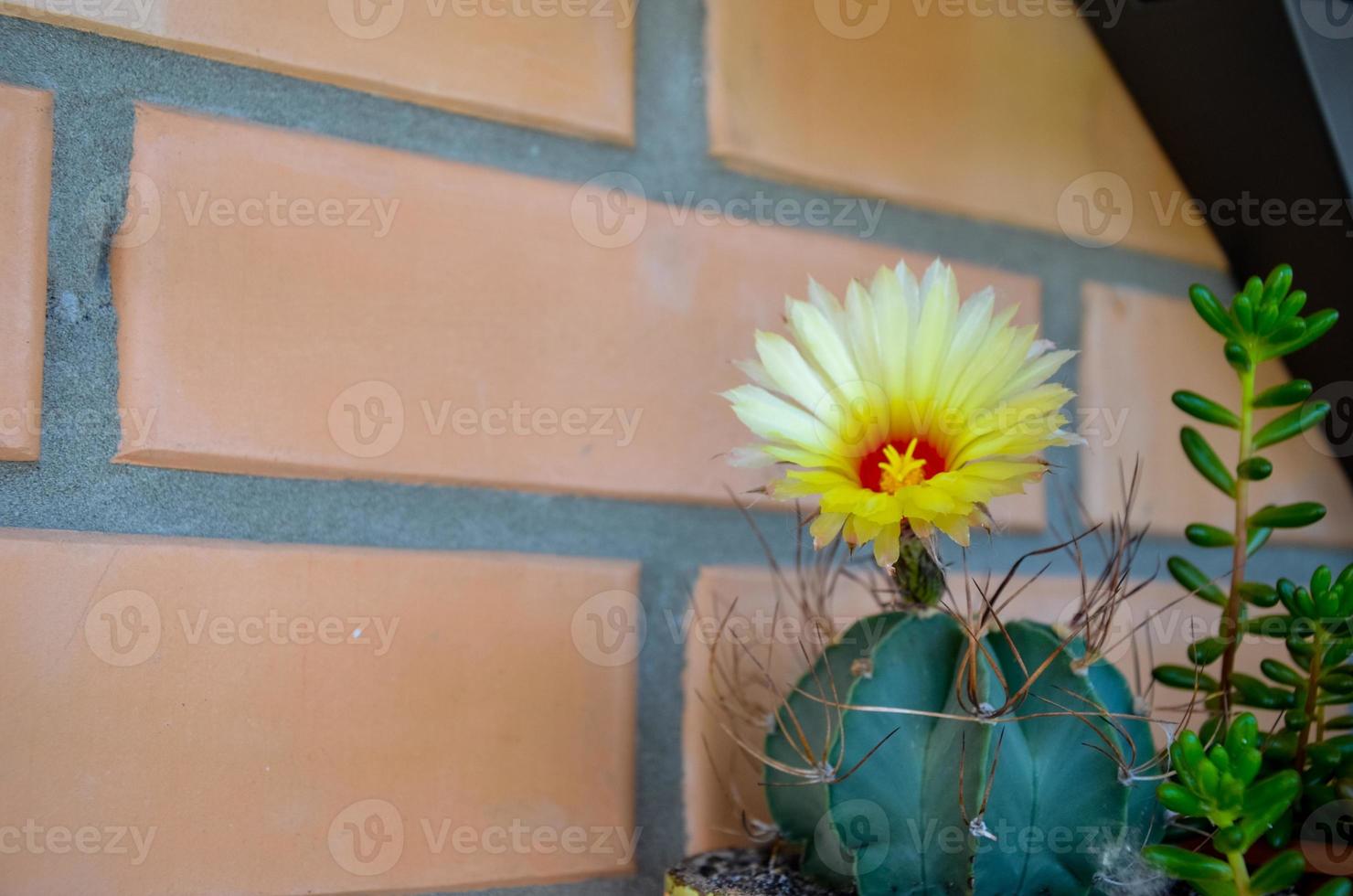 Beautiful view of a yellow flowering cactus photo
