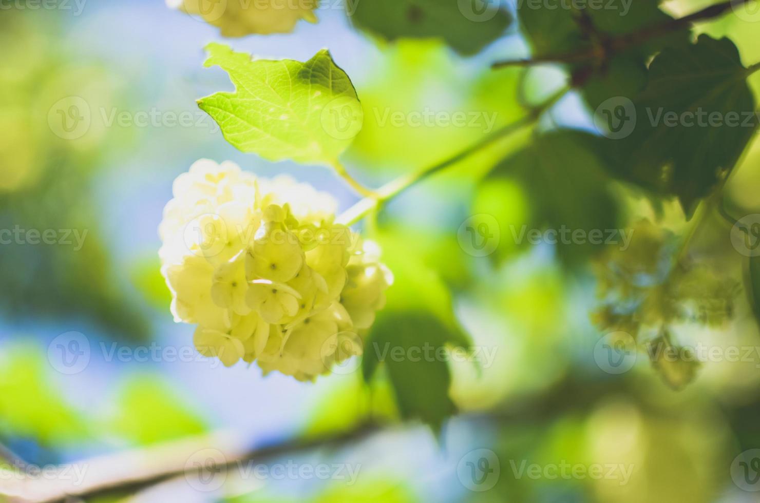 hortensia blanca arborescens annabelle flor foto