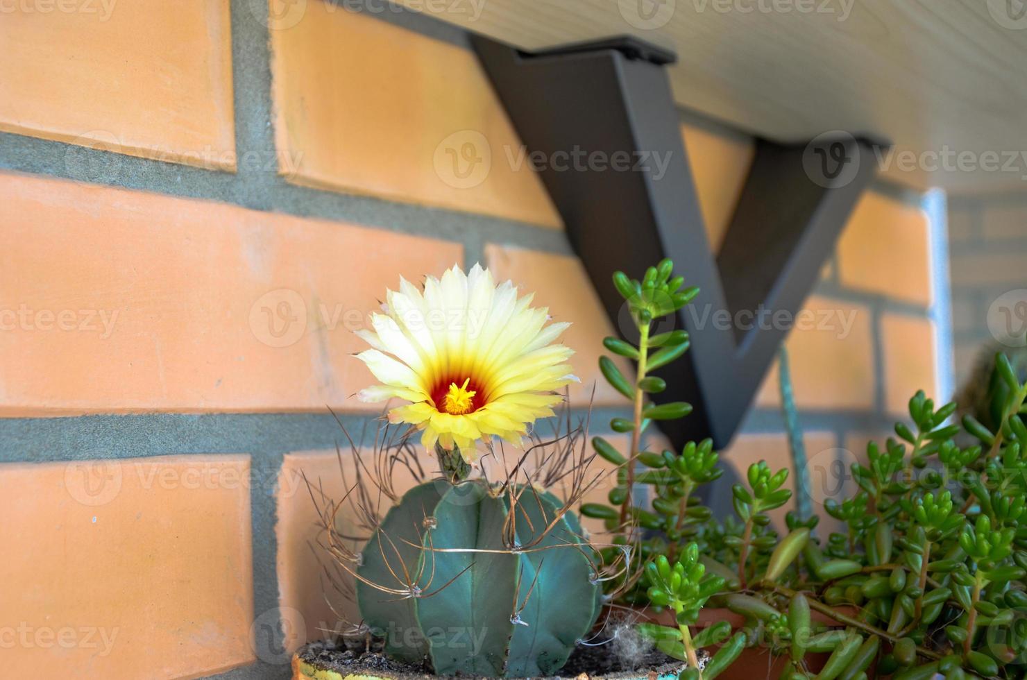 Beautiful view of a yellow flowering cactus photo