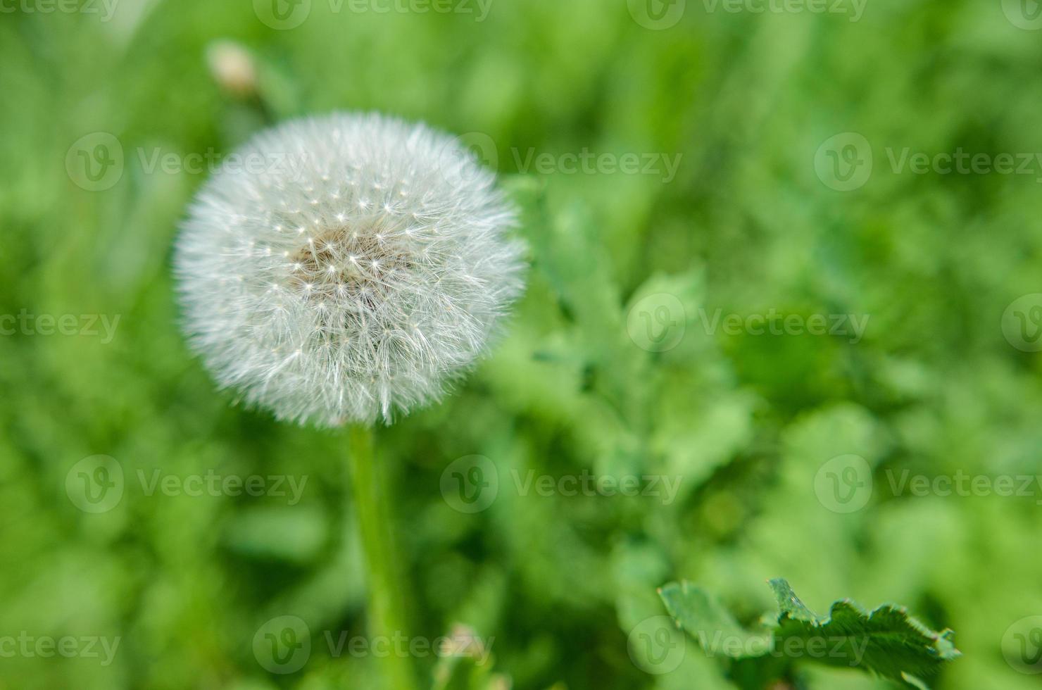 Round dandelion with white down on the field photo