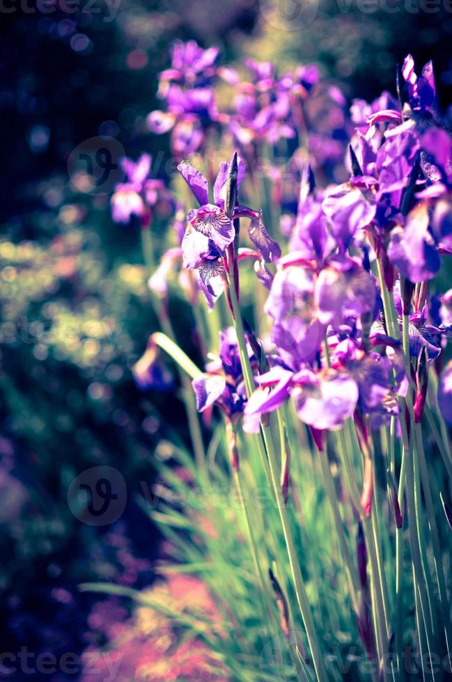 flores de color azul violeta de iris silvestre, cubiertas con gotas de lluvia de verano, sobre un fondo verde foto