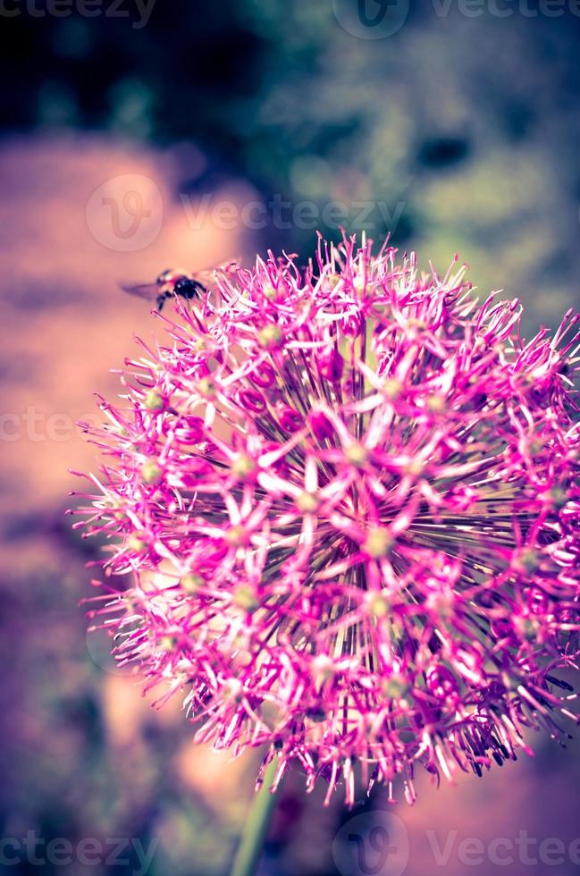 flores de cebolla decorativas en color rosa, allium foto