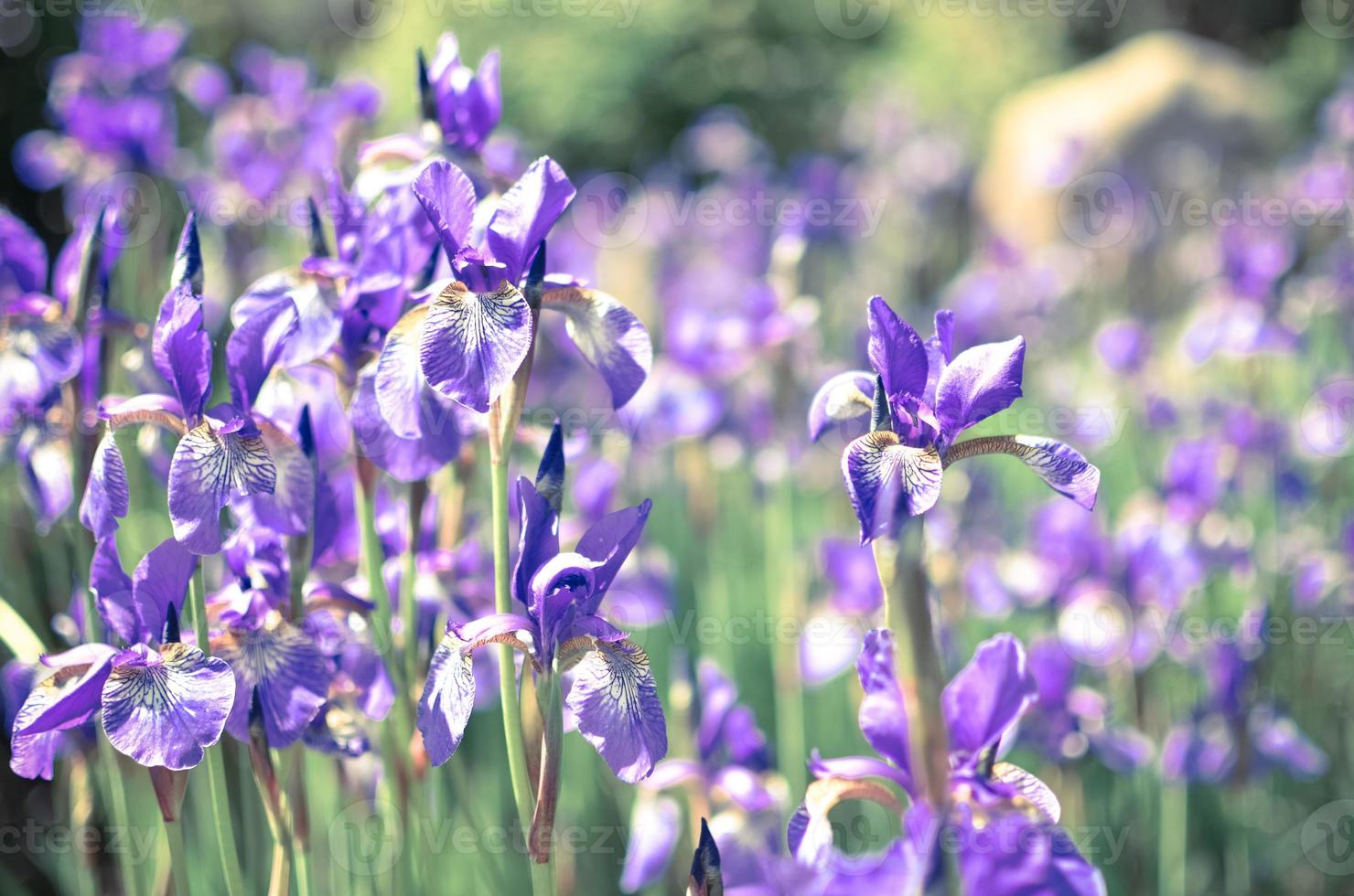 Violet blue flowers of wild iris, covered with drops of summer rain, on a green background photo