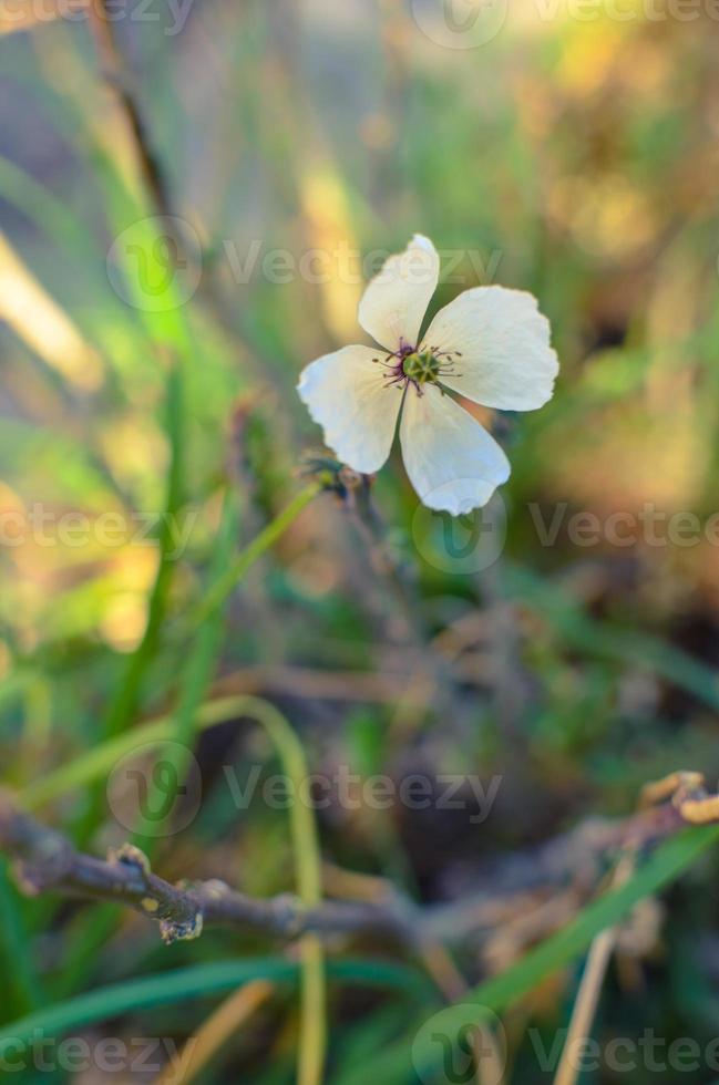 pequeña flor de amapola blanca en la hierba foto