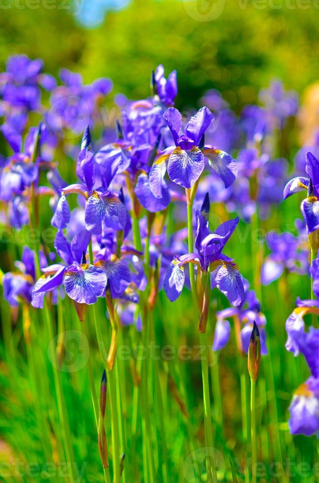 Violet blue flowers of wild iris, covered with drops of summer rain, on a green background photo