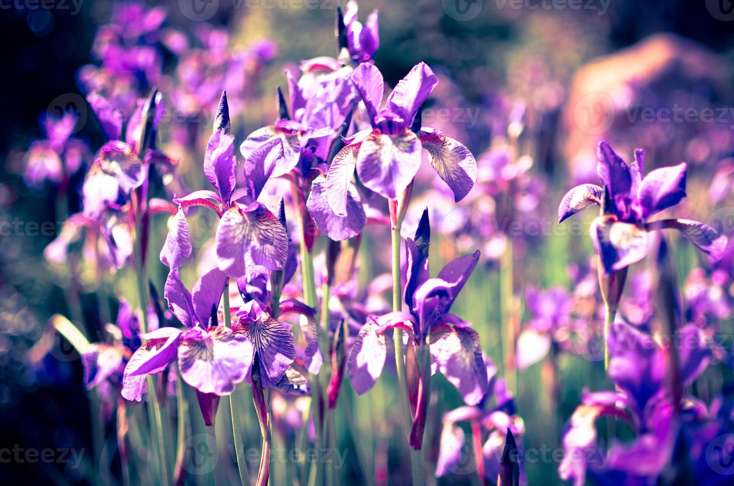 Violet blue flowers of wild iris, covered with drops of summer rain, on a green background photo
