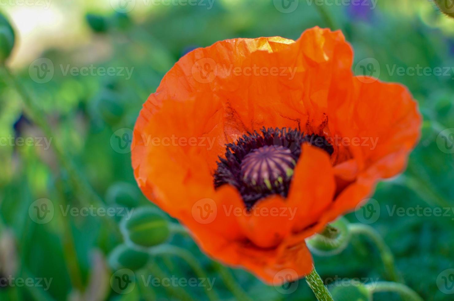 Red Poppies flowers in garden or meadow photo