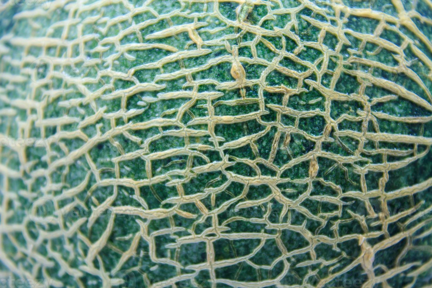 Close up of cantaloupe melon peel photo