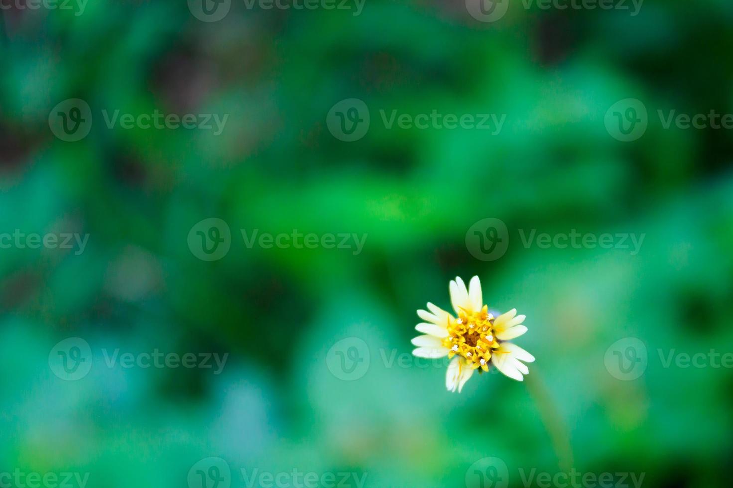 Mexican daisy flower close up photo