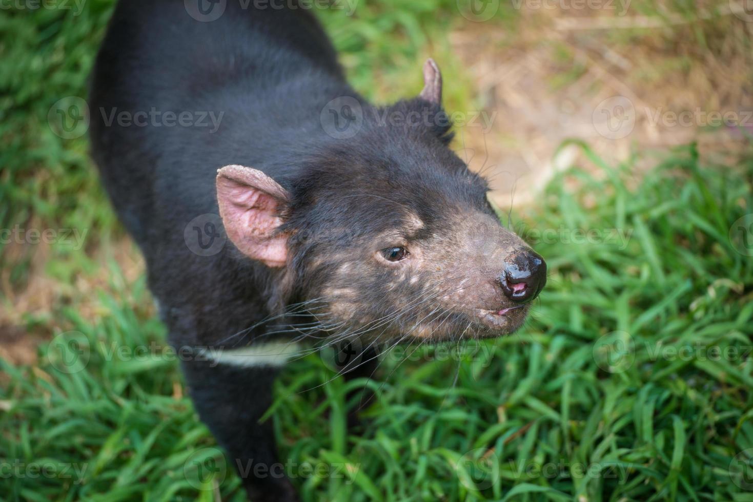 Closeup shot of Tasmanian Devil. Tasmanian devils are the world's largest carnivorous marsupials and among Australia's most beloved creatures. photo
