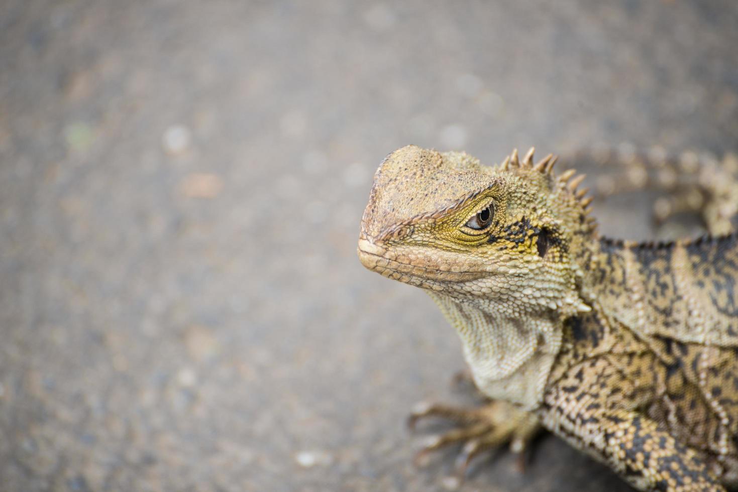 The close up of Lizard on the street. photo