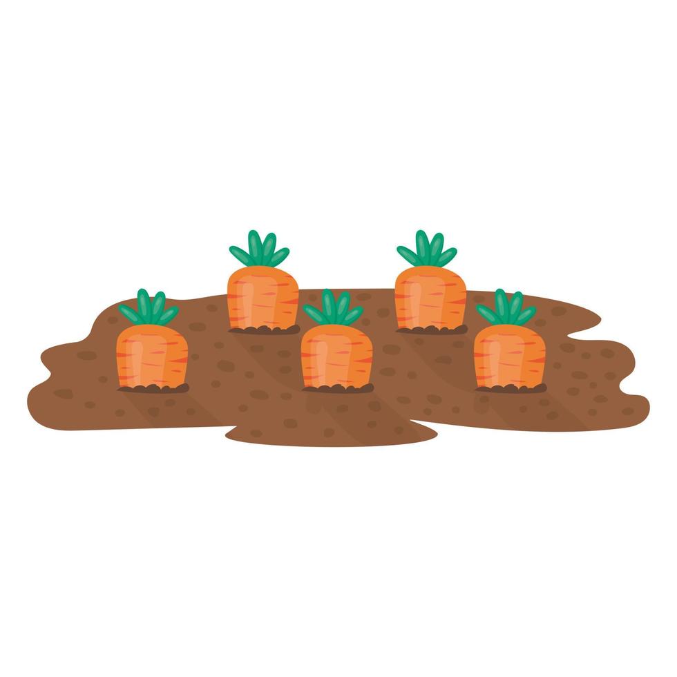 Garden bed with ripe fresh orange carrots vector