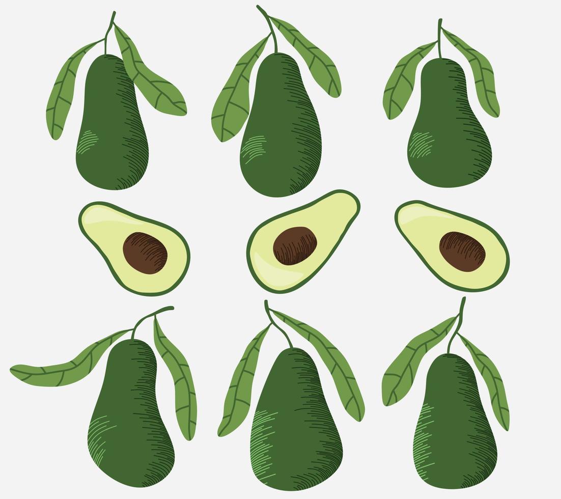 Avocado hand drawn vector illustration.