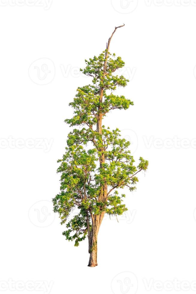 Isolated tree on white background photo