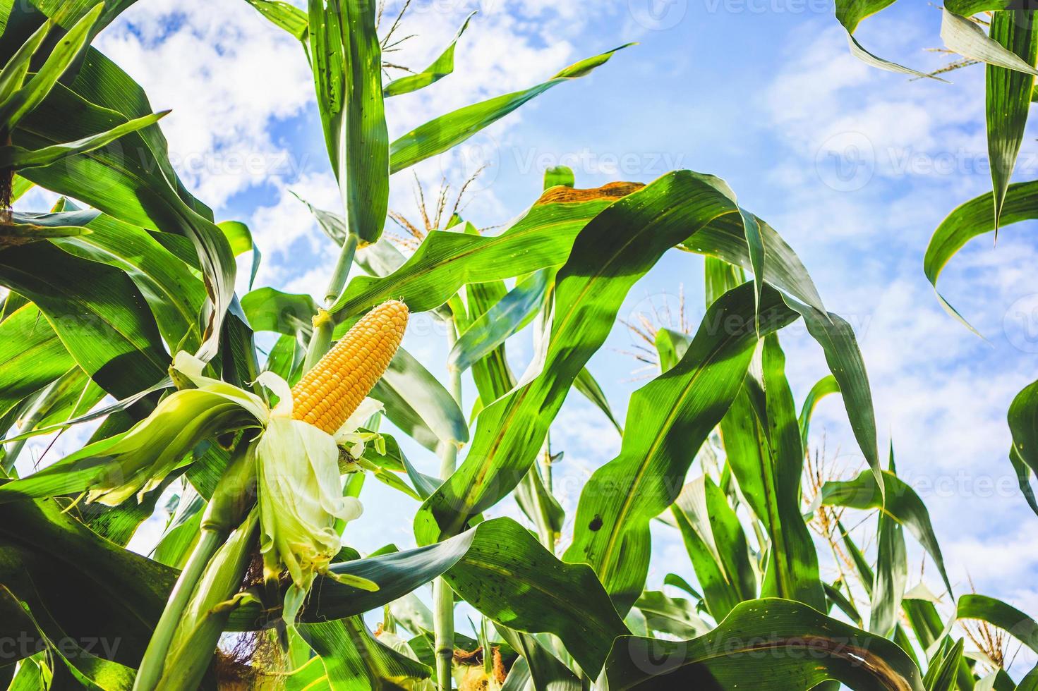 crecimiento de la mazorca de maíz en el campo agrícola al aire libre con nubes y cielo azul foto