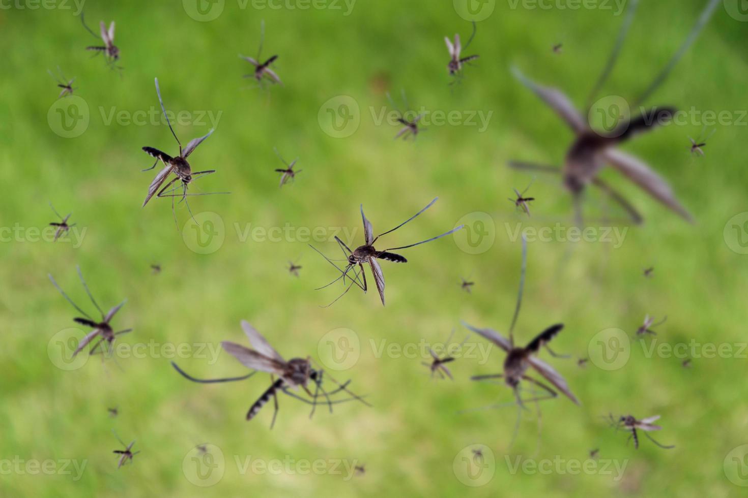 Many mosquitoes fly over green grass field photo