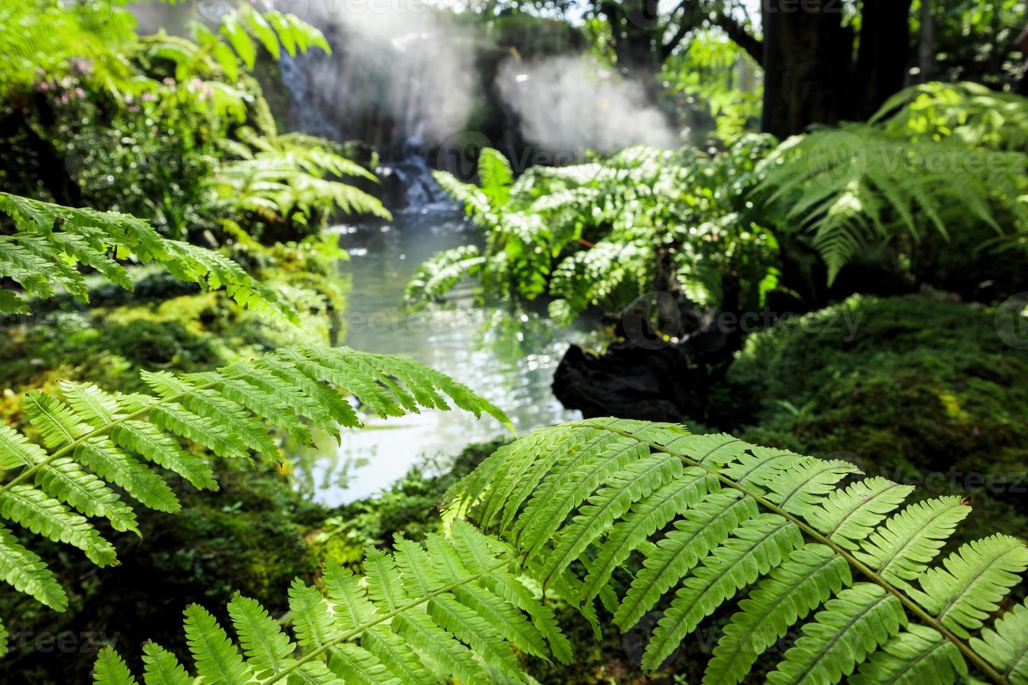 primer plano, salvaje, verde, helecho, hojas, en, cascada tropical, selva tropical, naturaleza, plano de fondo foto