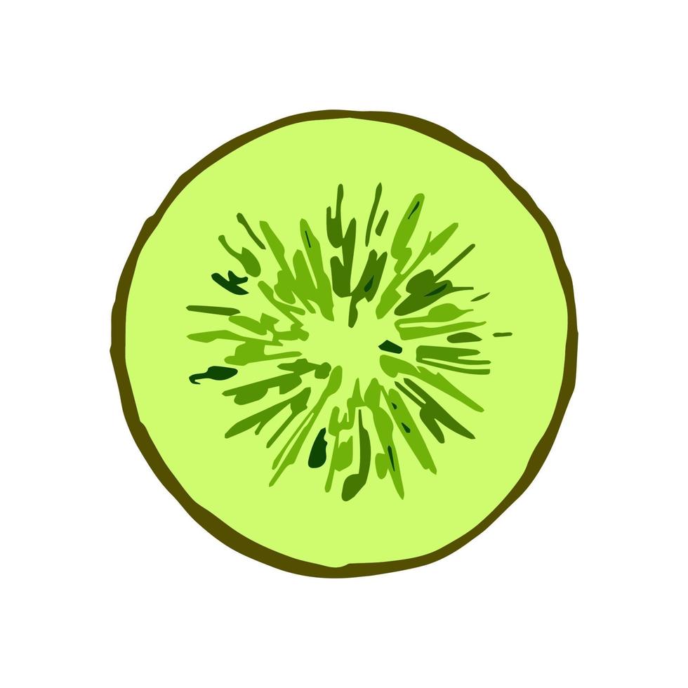 Round slice of kiwi. Colored vector drawing. Food and fruits.