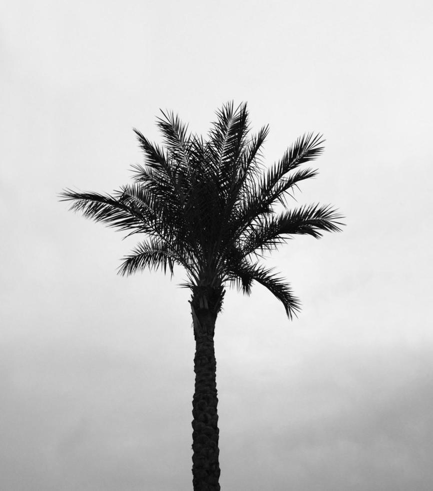 Palm Tree Coloring Stock Photos, Images and Backgrounds for Free Download