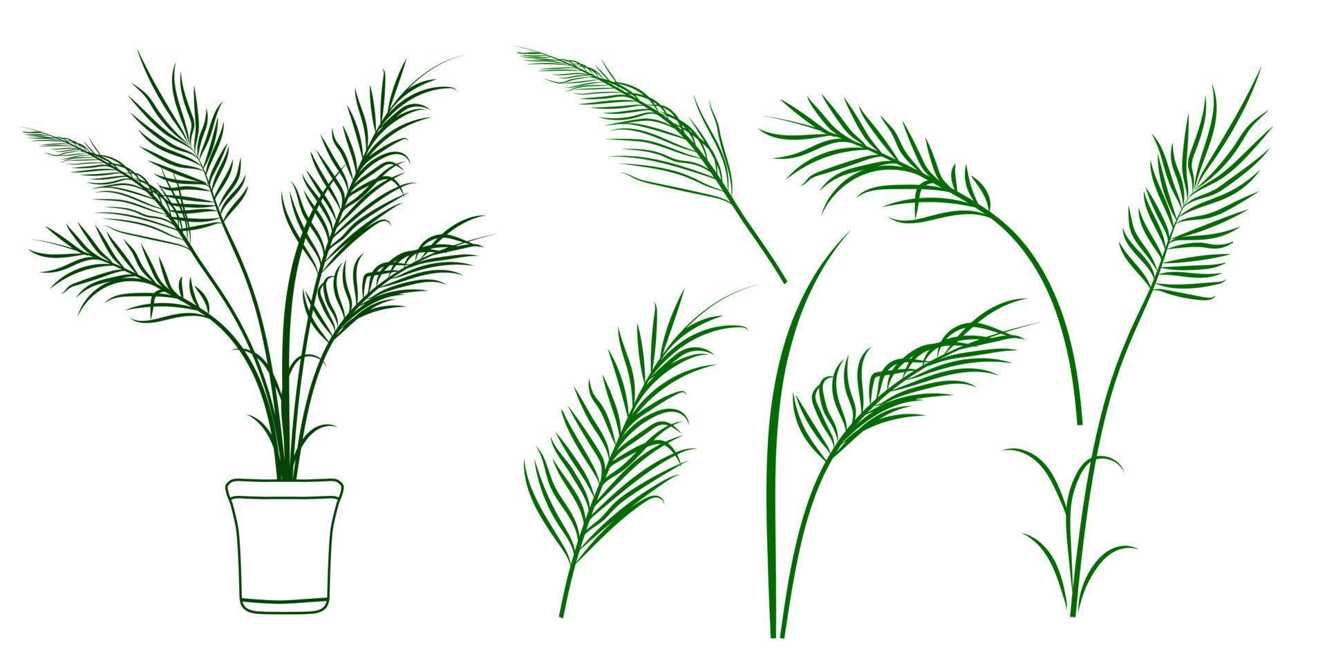 Set of palm leaves, palm branch and potted palm. Tropical plant vector