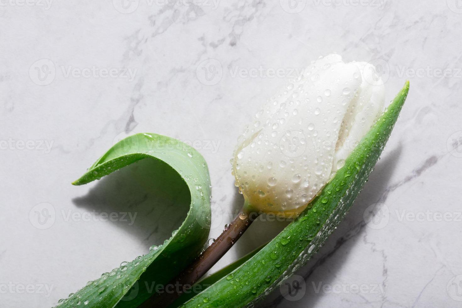 White tulip on marble background. photo