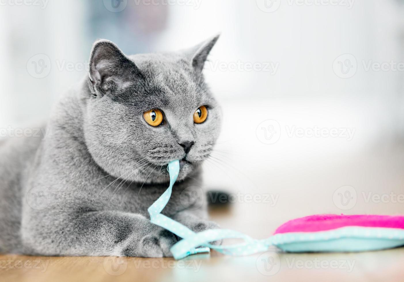 British Shorthair cat playing with a toy photo