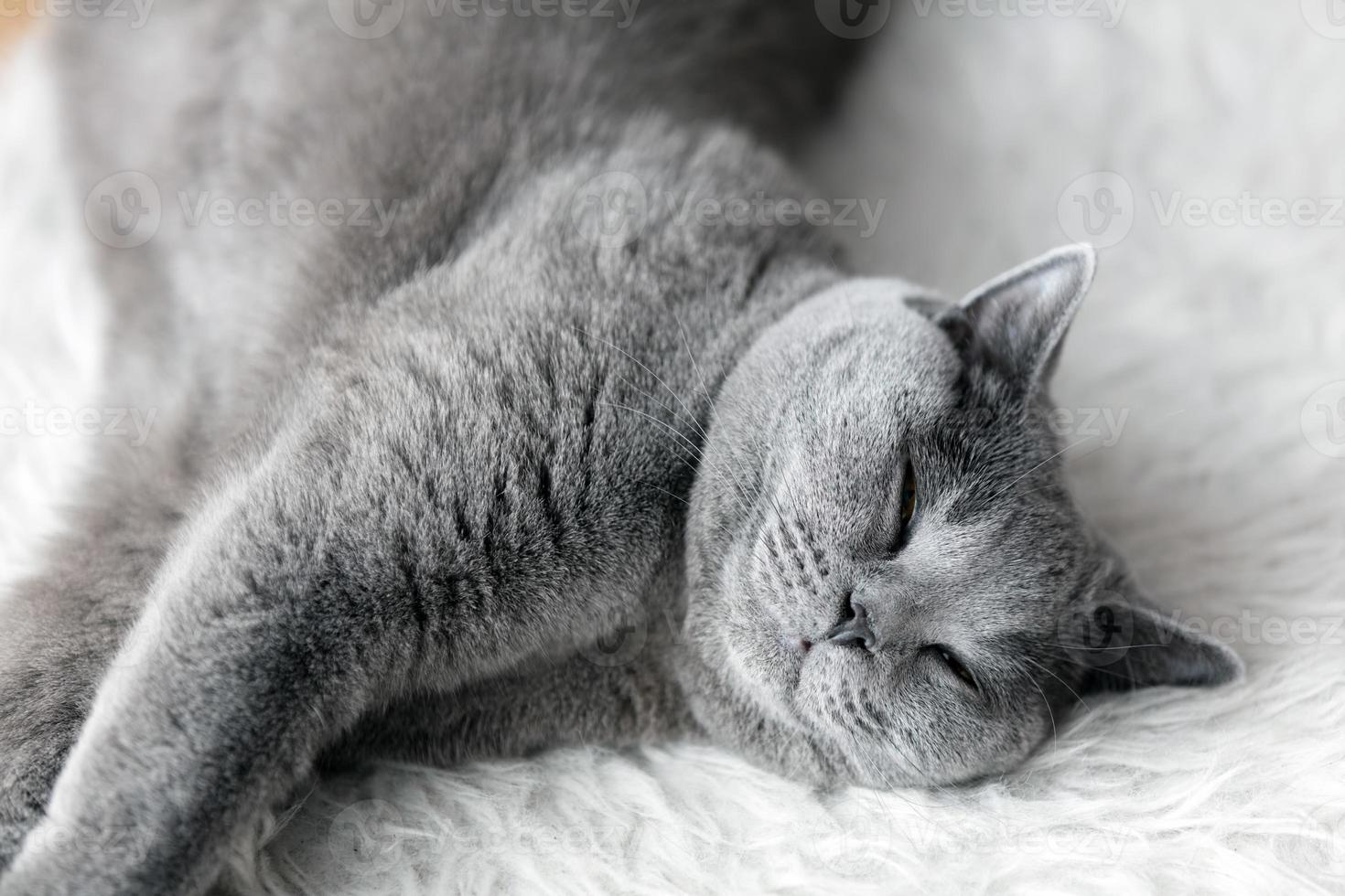 lindo gato joven durmiendo en un acogedor pelaje blanco. el británico de pelo corto foto