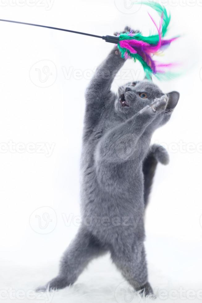 Young cute cat playing with a stick toy photo