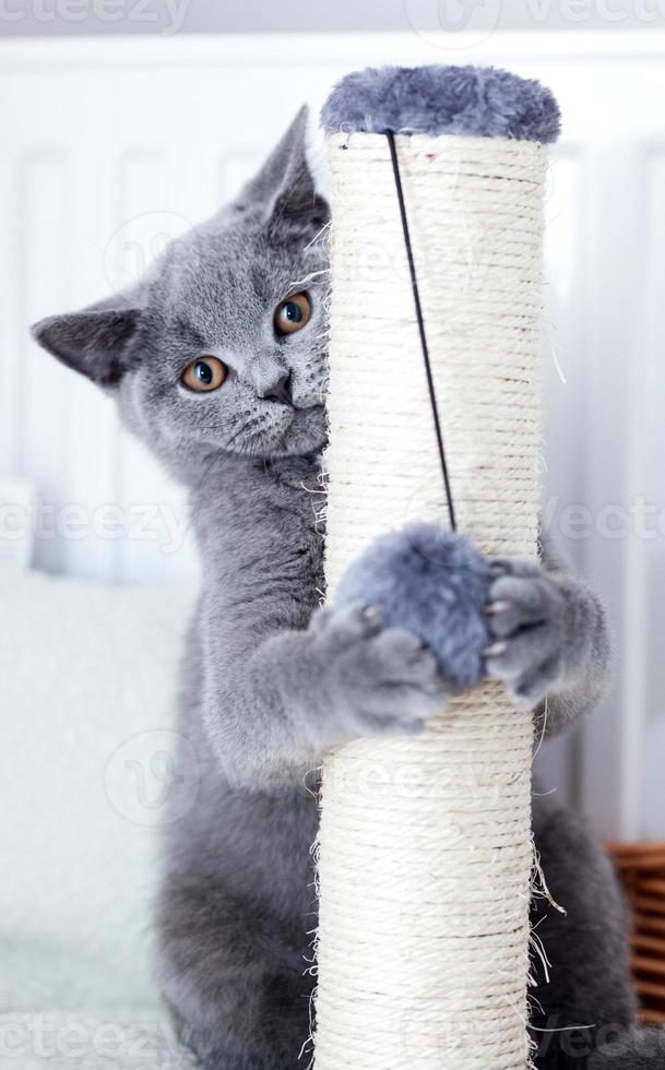 lindo gato joven rascándose las garras en un rascador. foto