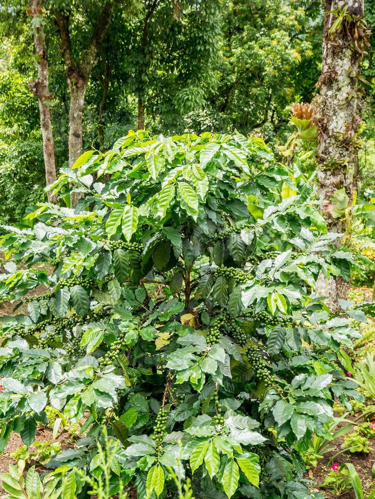 fresh coffee beans in coffee plants tree photo