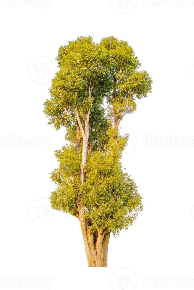 Isolated tree on white background photo