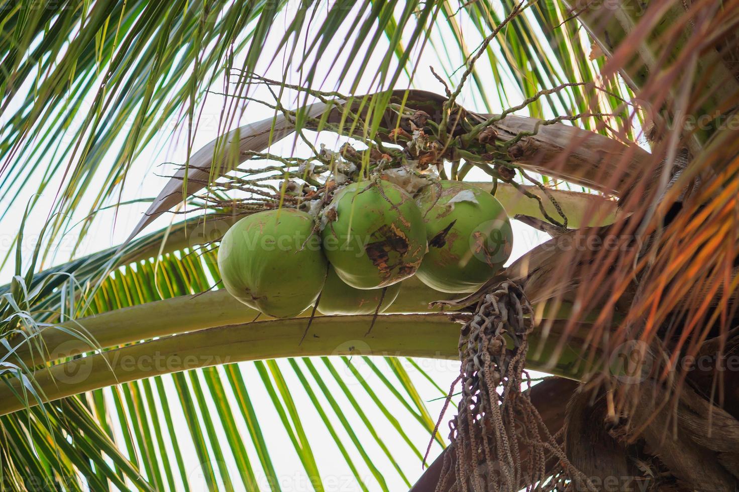 Coconut on coconut tree photo