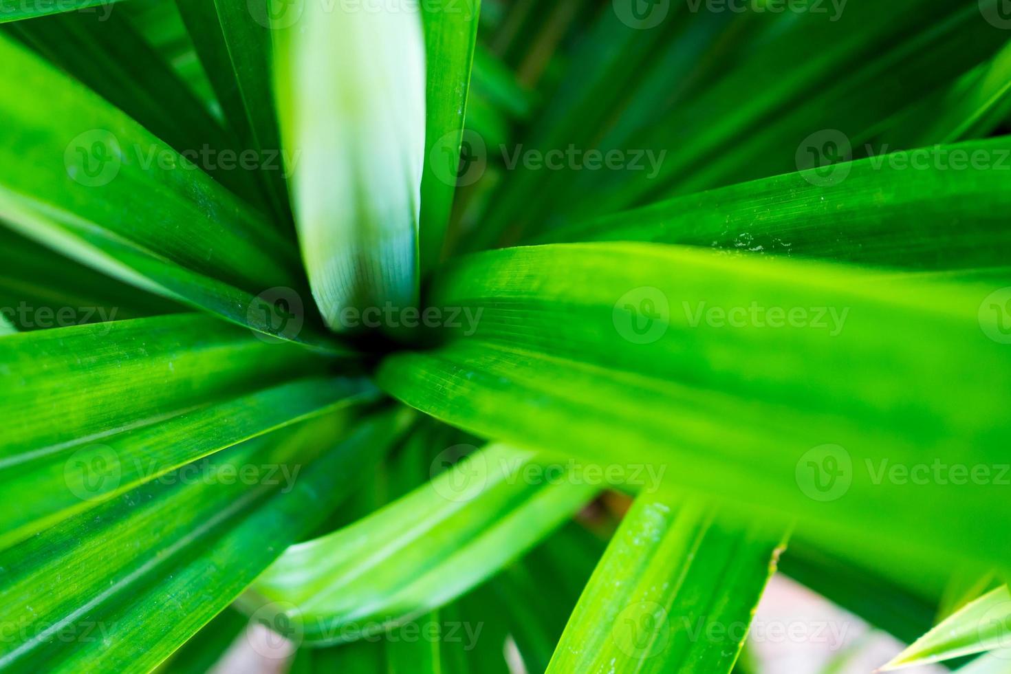 Green Pandan leaves close up photo