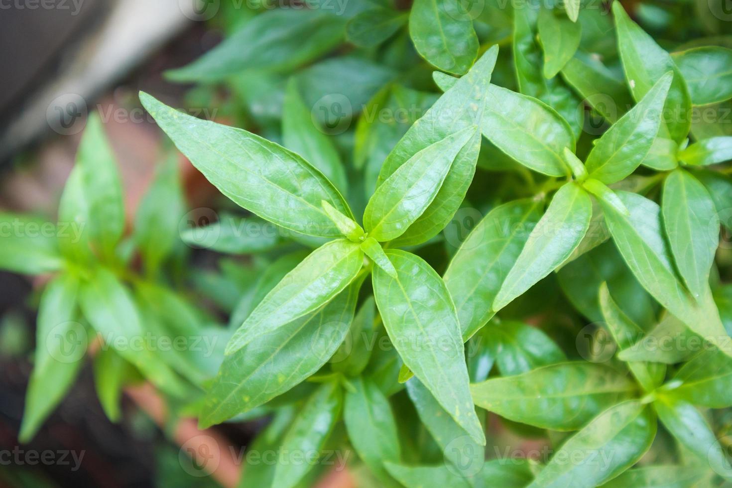 Cerrar andrographis paniculata hojas de plantas medicina herbaria ayurveda foto