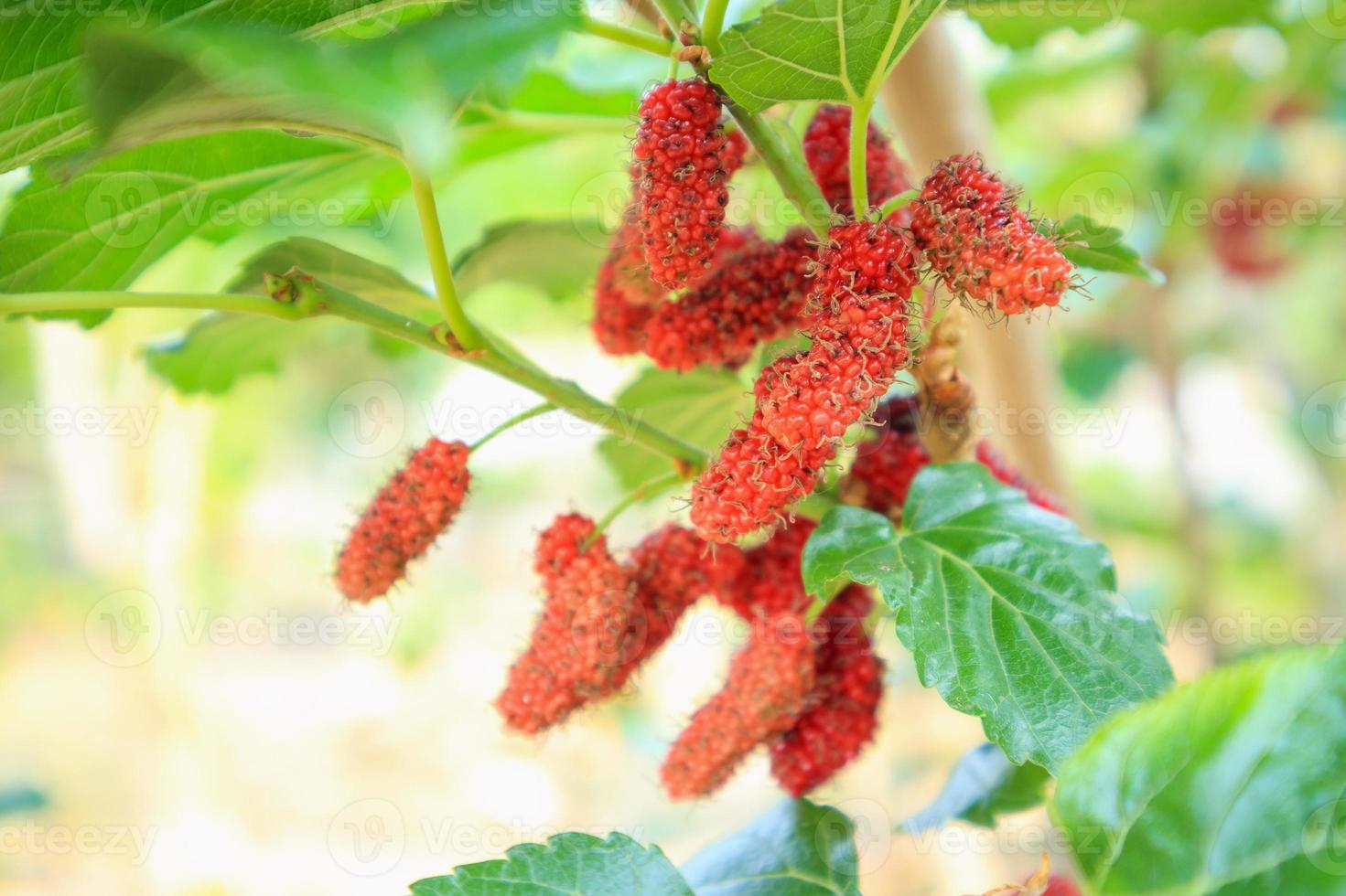 Fresh red mulberry fruits on tree branch photo