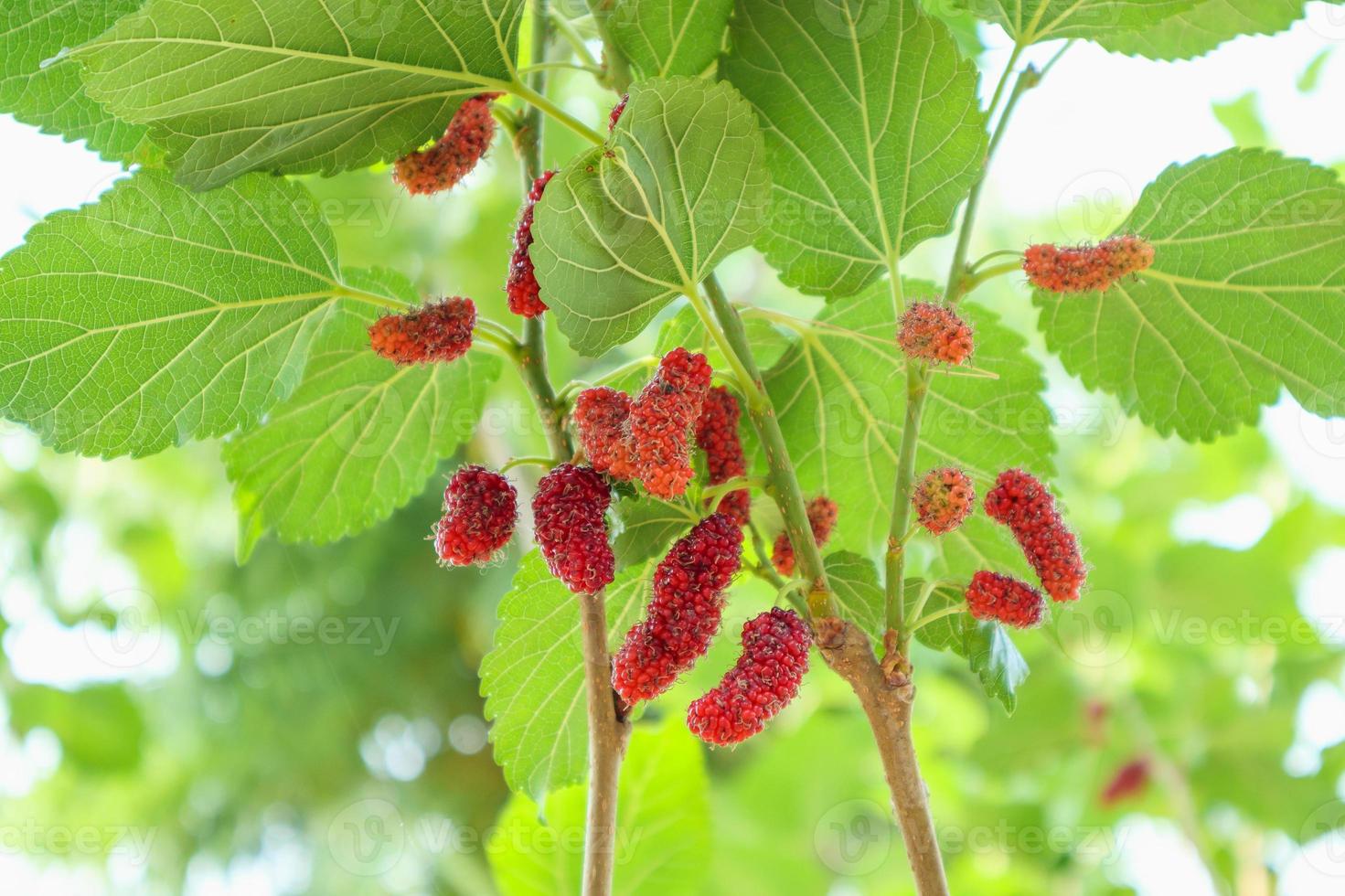 frutas frescas de morera roja en la rama de un árbol foto