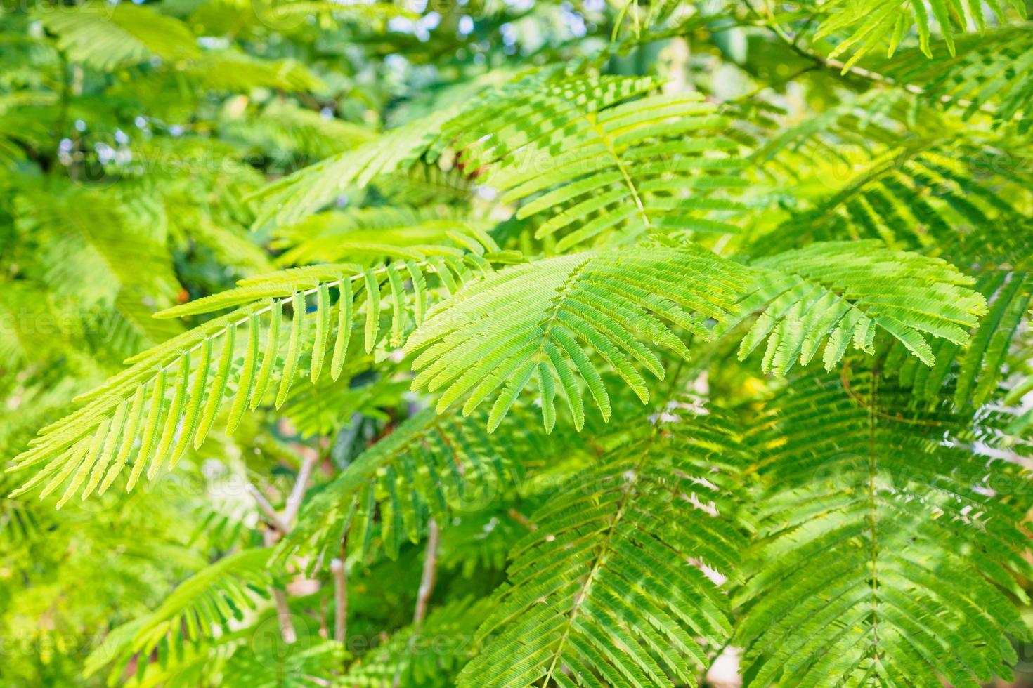 Cha-om or Acacia Pennata or Climbing Wattle green leaves vegetable plant tree photo
