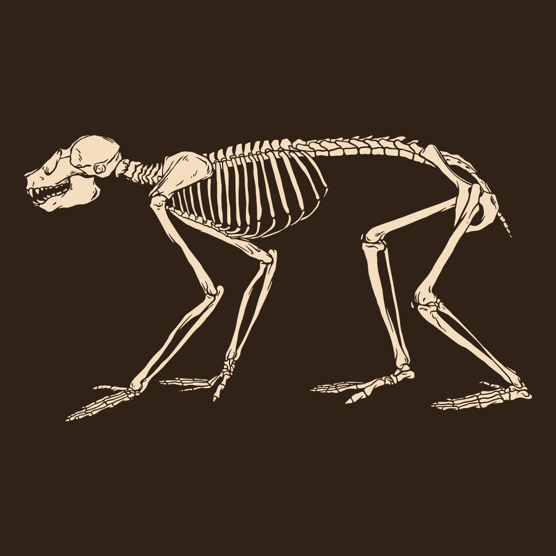 Animal skeleton monkey vector illustration 8131036 Vector Art at Vecteezy Animal skeleton monkey vector illustration 8131036 Vector Art at Vecteezy