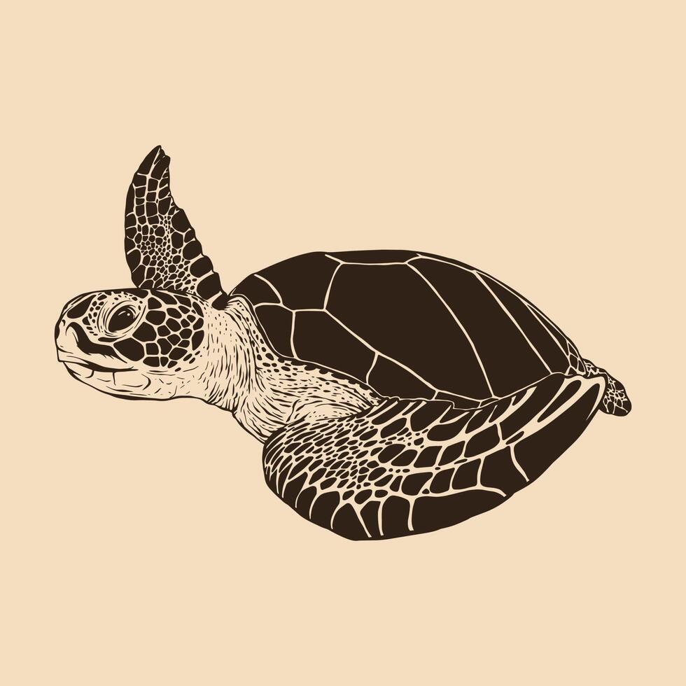 Sea turtle sketch illustration drawing vector