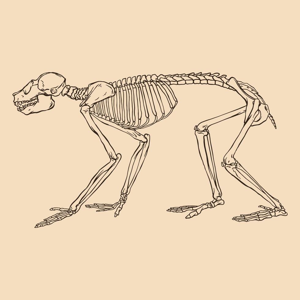 Animal skeleton monkey vector illustration