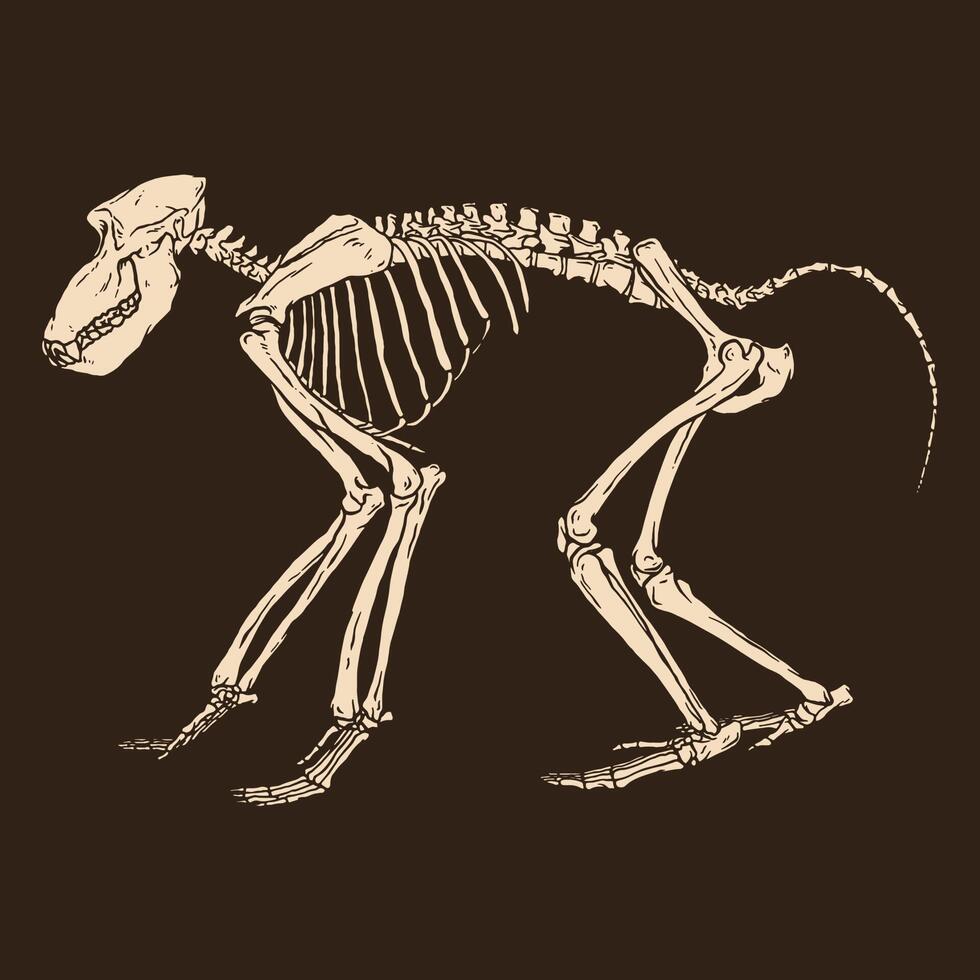 esqueleto, babuino negro, vector, ilustración vector