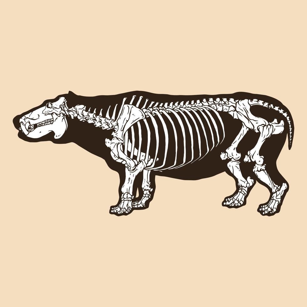 esqueleto, hipopótamo, vector, ilustración vector