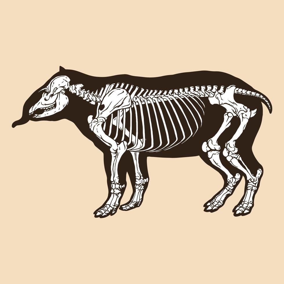 esqueleto, tapir, vector, ilustración vector