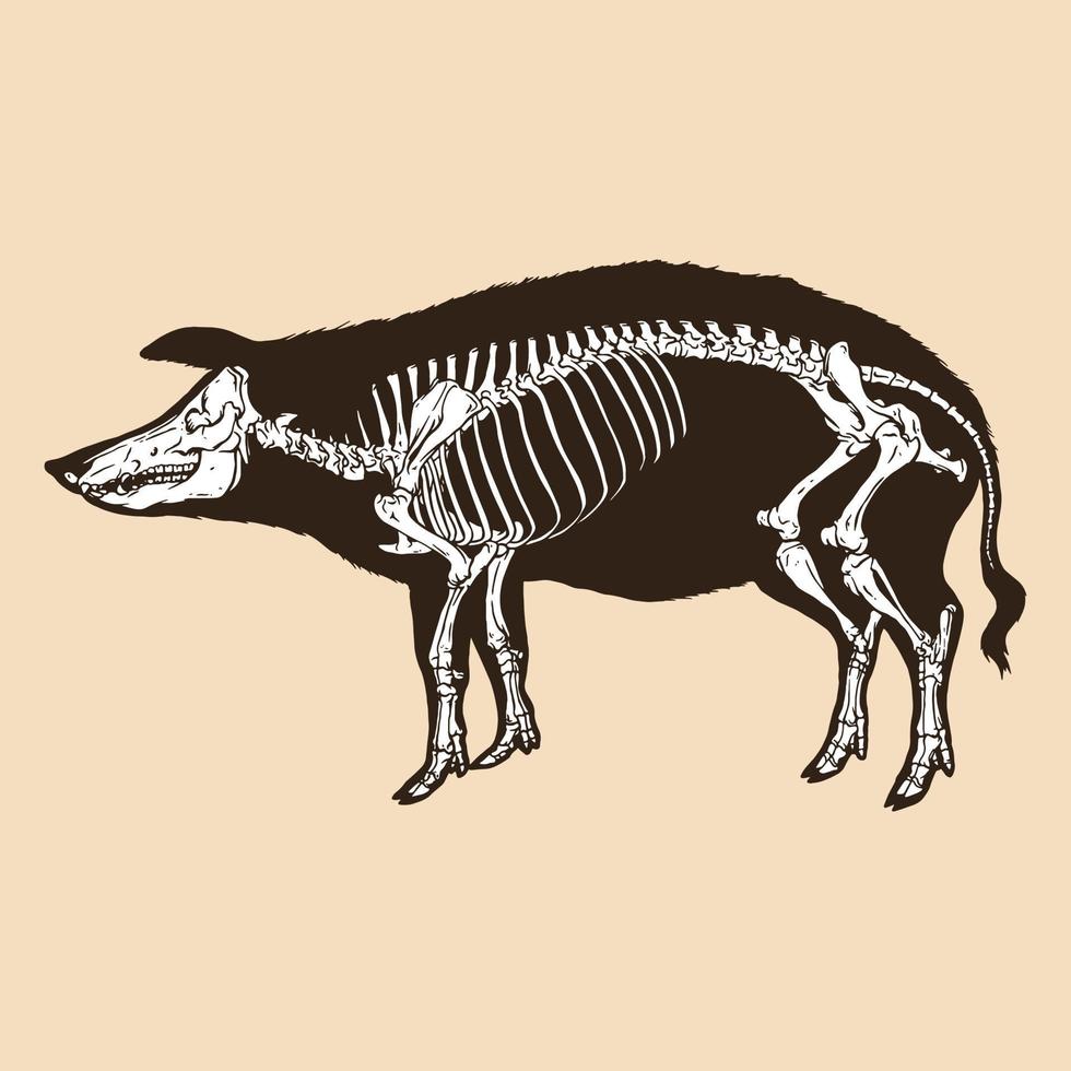 esqueleto, cerdo, vector, ilustración vector