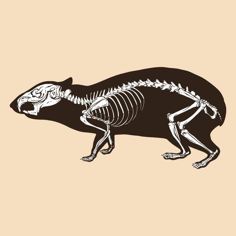 Skeleton cavia vector illustration